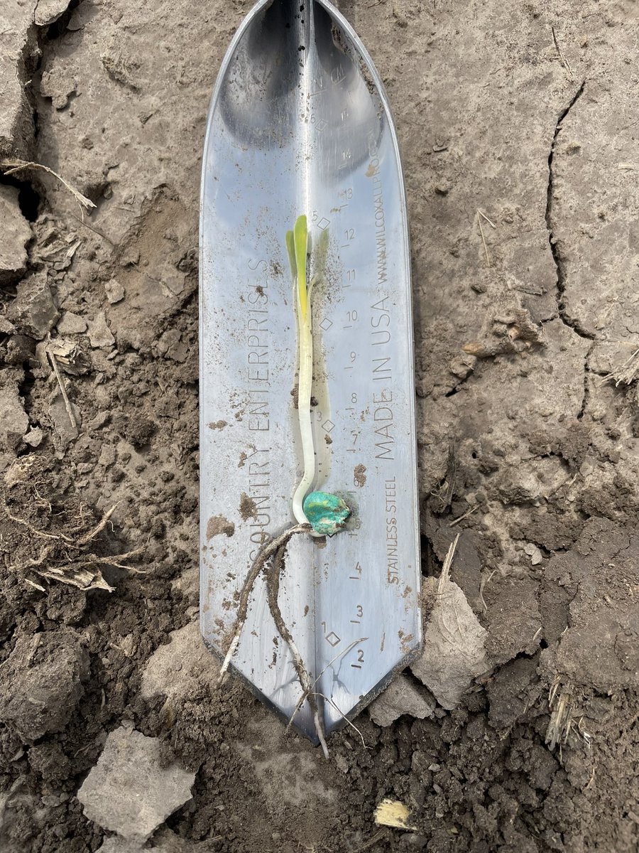 TylerVreugdenh1's tweet image. Preceon RV6205 short statured corn by @Bayer4CropsUS off and running in south central Nebraska! 😎🌱🌽☀️
@BayerTraits @DeniseBouvrette