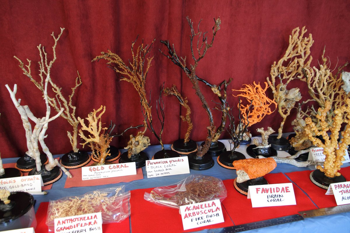 ImagesCoast's tweet photo. Canadian coral species display from Cape Sable Nova Scotia Canada. Save the knowledge and history of Canada's oceans before that too is gone. #coral #corals #savecorals #remember #bantrawling #Deepsea #stamps #halifax #primnoaresedaeformis #pargorgia #kerotoisisornata #science https://t.co/9HBGX2bG8w