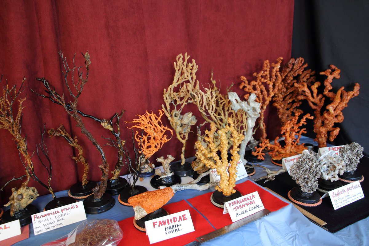ImagesCoast's tweet photo. Canadian coral species display from Cape Sable Nova Scotia Canada. Save the knowledge and history of Canada's oceans before that too is gone. #coral #corals #savecorals #remember #bantrawling #Deepsea #stamps #halifax #primnoaresedaeformis #pargorgia #kerotoisisornata #science https://t.co/PQ9q3TT9MG