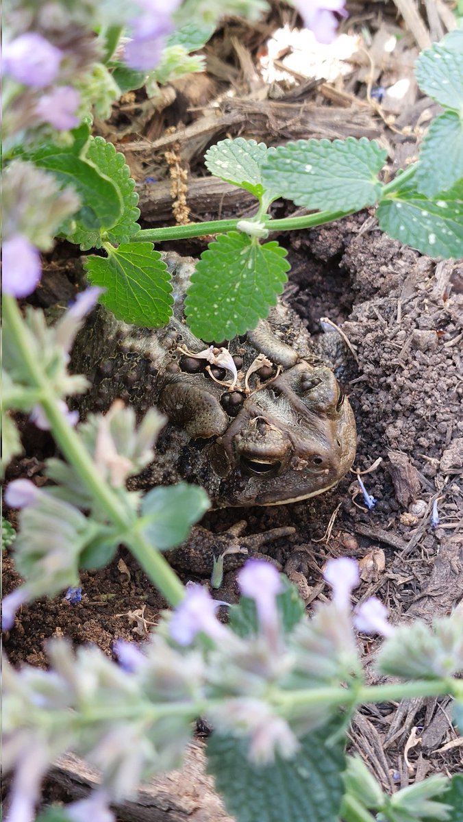 plantpurrson's tweet photo. It's #toadthursday!!! Yeah I made that up!! But I want to celebrate them because I almost squished them because they were hiding under some plants https://t.co/YeQJOx6EZx