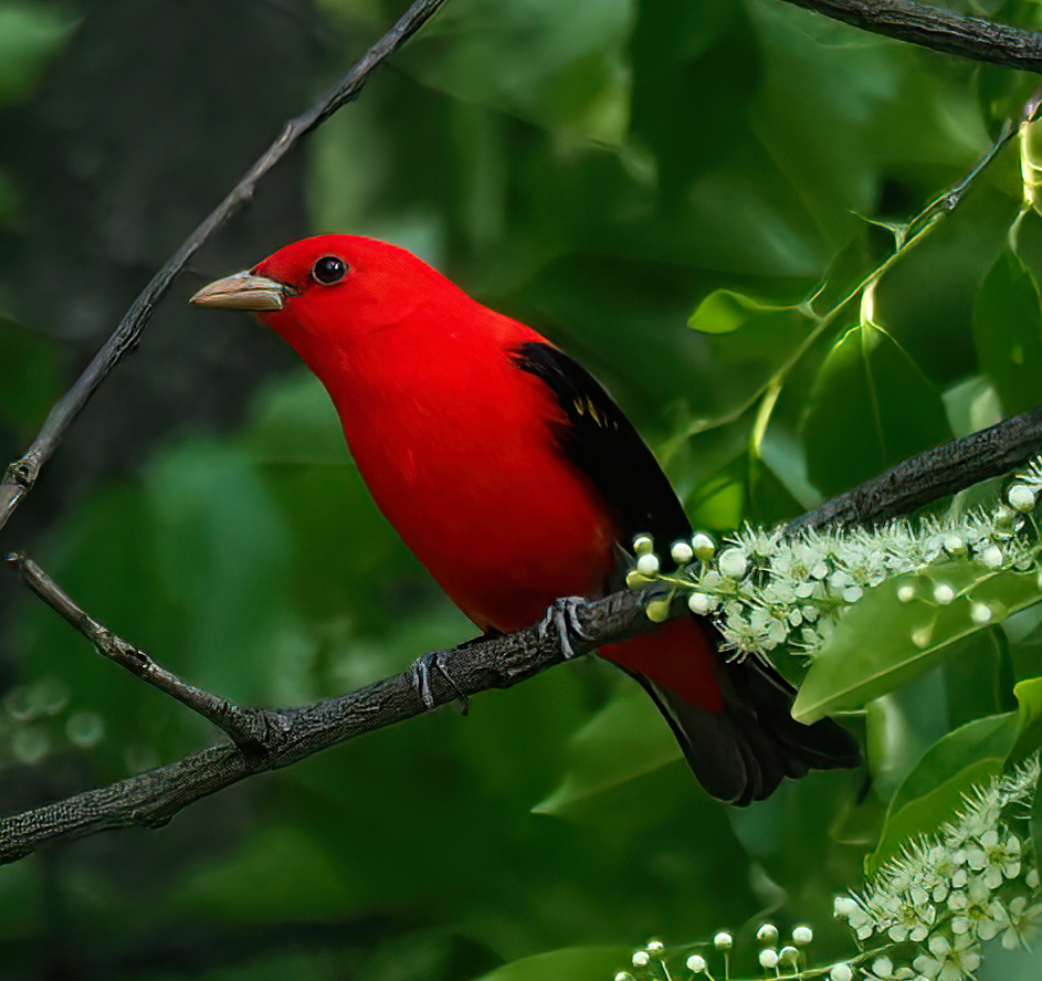 Wowza! It was such an epic morning I went back to Central Park this afternoon and almost immediately I saw four Scarlet Tanagers in the same little tree! Including this beauty!❤️🖤❤️ #birdcpp #scarlettanager