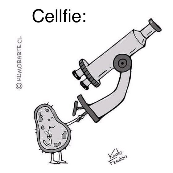 SciPixLabs's tweet photo. 🔬 Science Humor 😂 - "Cellfie" 📸
...
Laughing / smiling is good for health
--
#science #biology #health #humor https://t.co/wMySXLUSFQ