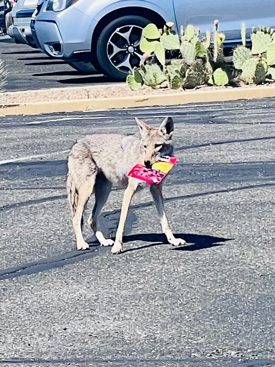 JackieMcCall520's tweet photo. Bubby got himself some beef jerky❤️ #onlyintucson https://t.co/AtpInHFNAk