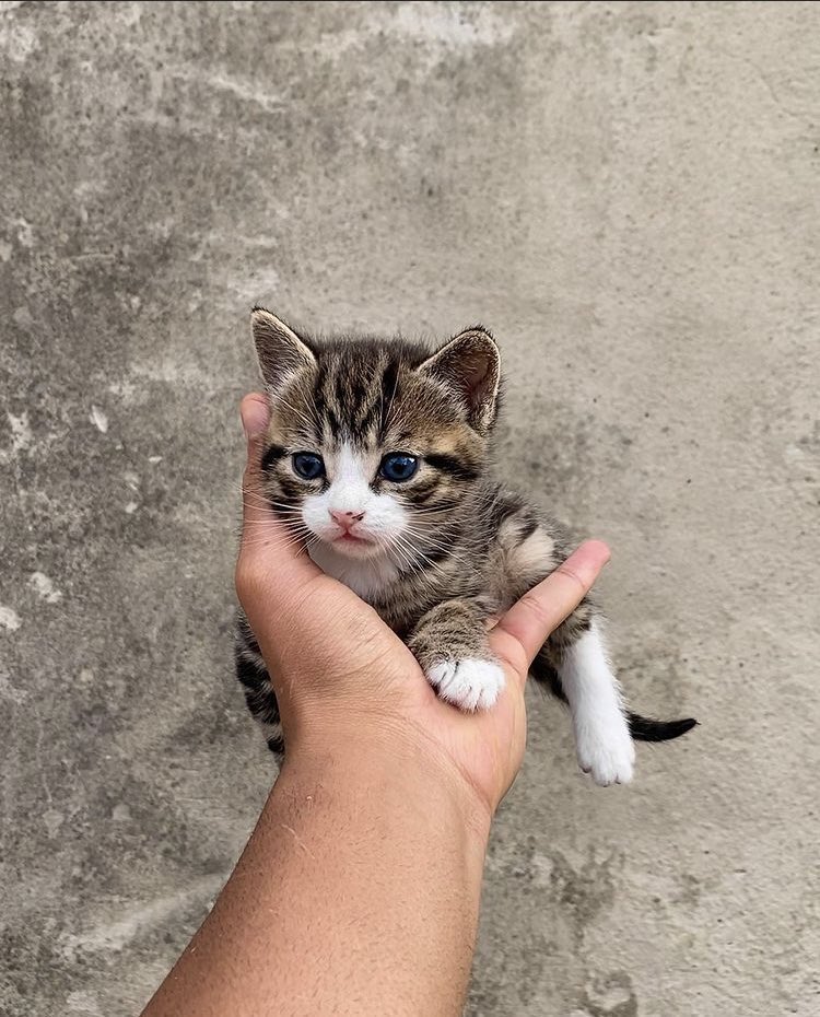 Why you should have a cat tweet media