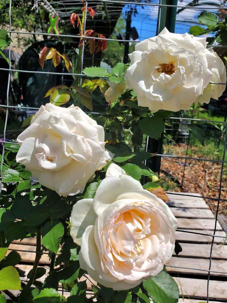 RareyDairy's tweet photo. #GoodAfternoon from the #Garden 🌿 Sometimes the Timeline needs a little cleanse. Spent the afternoon being of service to my family. Weeding, cleaning, & lifting. If you can be of service to your family, do it. It'll always raise your spirits 💗🌺
#beingofservice #love #family https://t.co/asDUygmqSi