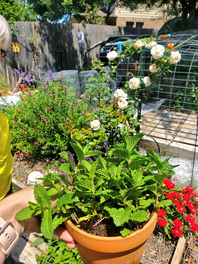 RareyDairy's tweet photo. #GoodAfternoon from the #Garden 🌿 Sometimes the Timeline needs a little cleanse. Spent the afternoon being of service to my family. Weeding, cleaning, & lifting. If you can be of service to your family, do it. It'll always raise your spirits 💗🌺
#beingofservice #love #family https://t.co/asDUygmqSi