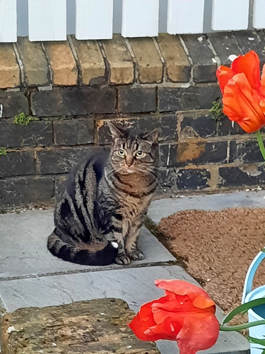 帰ると迎え出てくれてちょっとだけ外の空気を吸うゆーさん