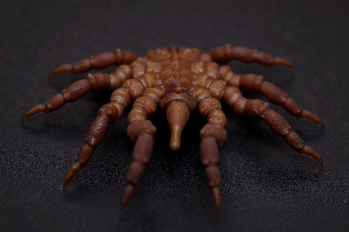 MorenaNava99's tweet photo. Female specimen of Pycnogonum litorale.
#arthropoda #seaspider #chelicerata #pycnogonida https://t.co/81NKEAcSXx