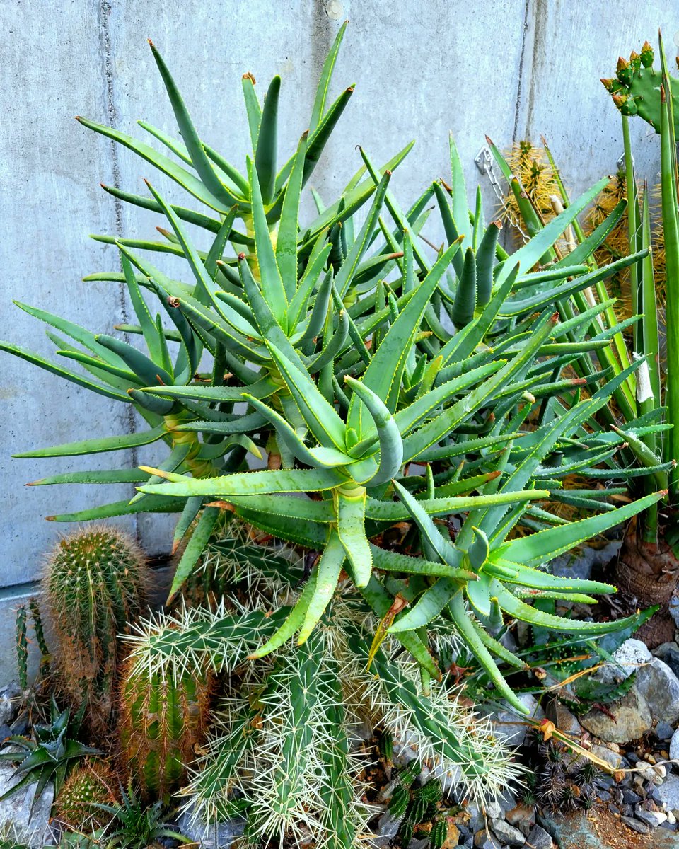 drybizarre's tweet photo. Aloidendron ramosissimum

昨年の春に越冬できるのか試験的に地植えしたラモシシマ

養生したものの葉先が少し傷む程度で無事に越冬できましたね(○_○)

正直、ラモシシマはきついかなぁ～と思っていたのですが良かった良かった(^-^)

#アロエ
#aloe
#Aloidendron https://t.co/Y62UXIQ8YL