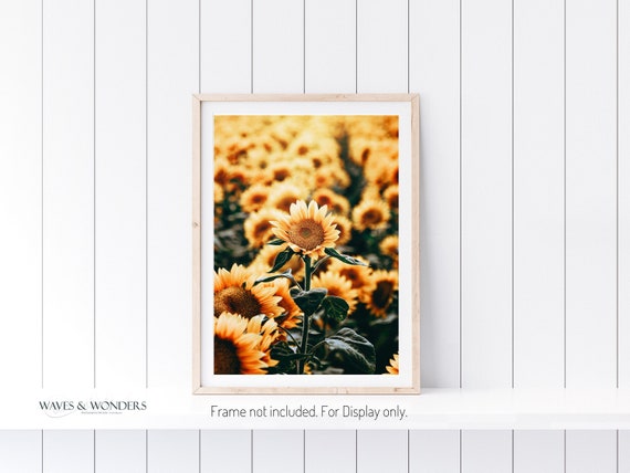 Sunflower Field Print for Farmhouse Wall Decor, etsy.me/3IOjEME #farmhousewallart #sunflower #sunflowergift #sunflowerdecor @etsymktgtool