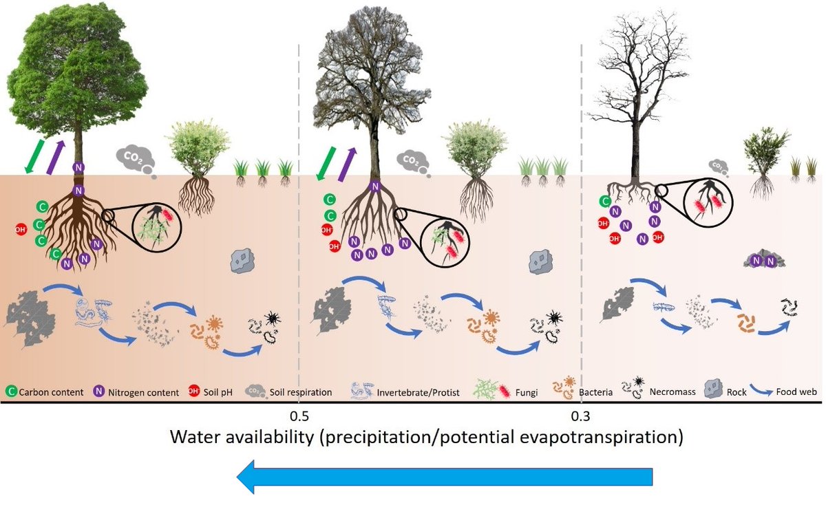 Prof Brajesh Singh (@prof_braj_singh) on Twitter photo Our new article in <a href="/NatureEcoEvo/">NatureEcoEvo</a> , we showed that soil biodiversity &functions exhibited pervasive nonlinear patterns globally- suggesting water availability thresholds can have critical consequences for provision of key ecosystem services. <a href="/ManuDelBaq/">ManuDelgadoBaquerizo</a>
nature.com/articles/s4155… Our new article in <a href="/NatureEcoEvo/">NatureEcoEvo</a> , we showed that soil biodiversity &functions exhibited pervasive nonlinear patterns globally- suggesting water availability thresholds can have critical consequences for provision of key ecosystem services. <a href="/ManuDelBaq/">ManuDelgadoBaquerizo</a>
nature.com/articles/s4155…