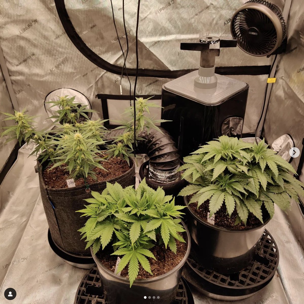 PacificSeedBank's tweet photo. Jack Herer by @smellslikepinecones https://t.co/wJn2CdqlnY