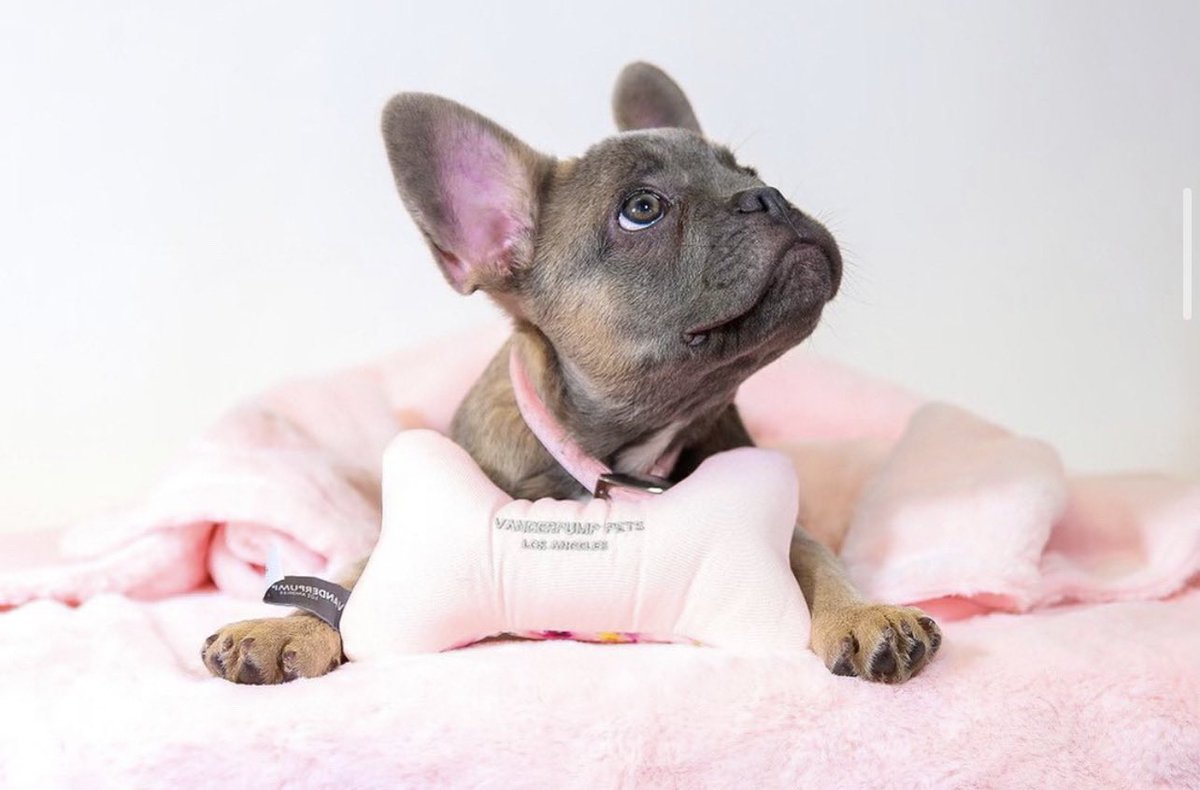 May is looking up because our Reversible Bones are now 50% OFF, plus you’ll receive FREE SHIPPING! Hurry over and use promo code: PUPPYLOVE at checkout 💕🦴 #VanderpumpPets
