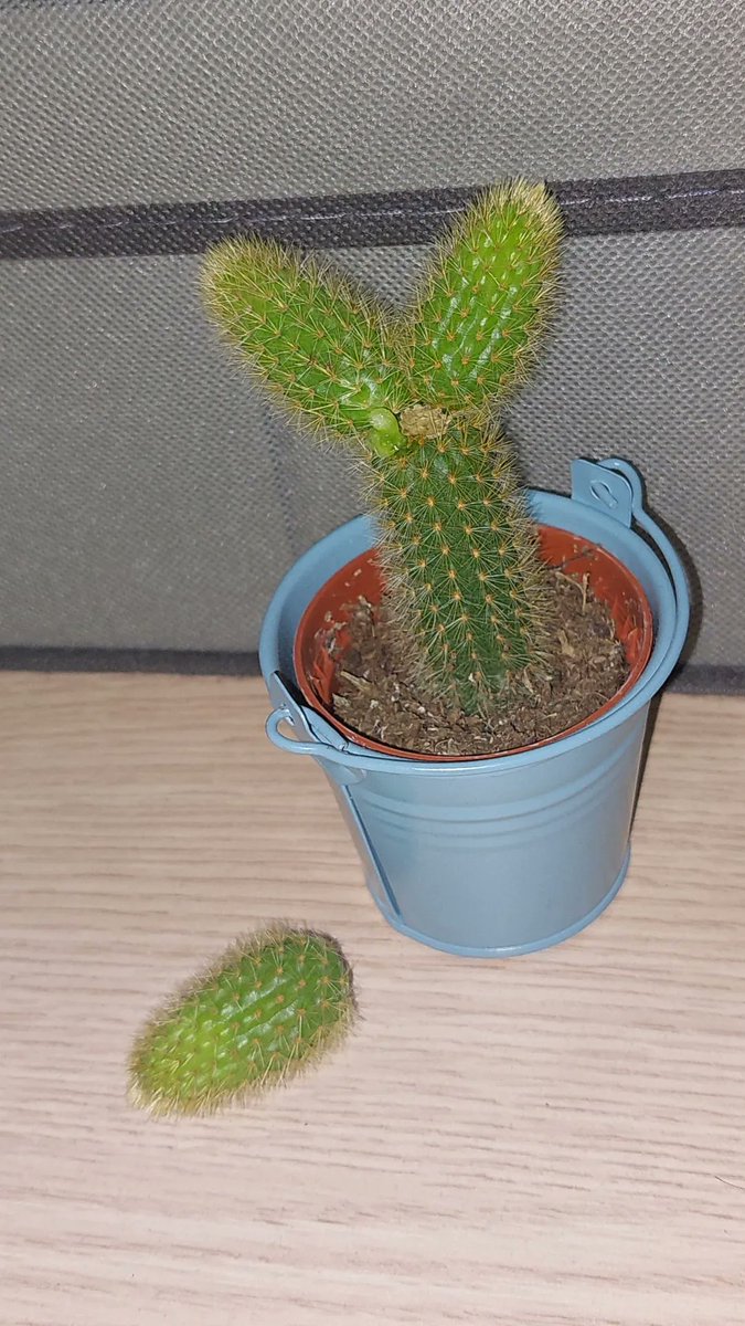 fasuu__'s tweet photo. me voy a entregar a la policia soy un asesino mate a mi catus cigarro de un almohadazo sin querer, estoy devastado😔😔😔 https://t.co/wRHELeyUy9