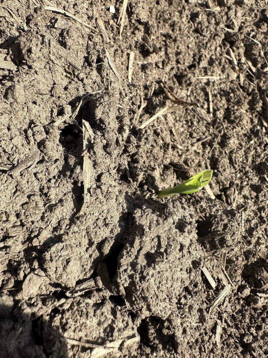 Fertman23's tweet image. We have #liftoff. This field was planted April 27th. Ground temperature was 43 degrees. This ⁦@Asgrow_DEKALB⁩ DKC56-65 was accompanied by ⁦@NACHURS⁩ #TripleOption applied by ⁦@PrecisionPlant⁩ #furrowjet. Plus some other goodies that are #secrets #plant23