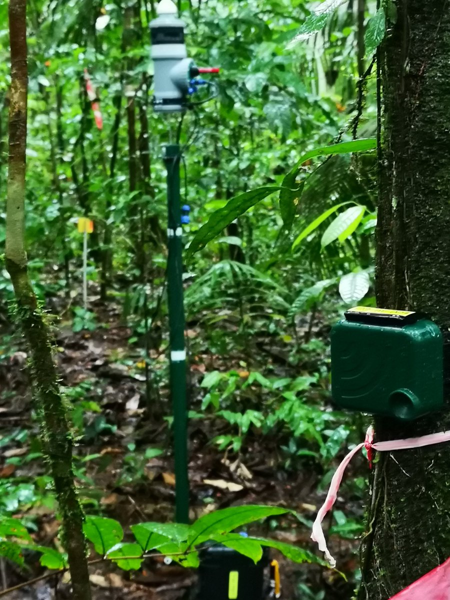 Max Ringler (@ringlermax) on Twitter photo While an <a href="/AudioMoth/">AudioMoth</a> is casually perching on a tree, in the back the elusive #SonicSpotter is taking its first steps into the wild...how many calling frogs will it be able to localise? <a href="/sonibleCom/">sonible.com</a> <a href="/atmokyaudio/">atmoky</a> <a href="/CNRS_Nouragues/">Station de recherche des Nouragues - LEEISA - CNRS</a> <a href="/FWF_at/">FWF</a> @KunstuniGrazKUG <a href="/unibern/">Universität Bern</a> @eva_ringler While an <a href="/AudioMoth/">AudioMoth</a> is casually perching on a tree, in the back the elusive #SonicSpotter is taking its first steps into the wild...how many calling frogs will it be able to localise? <a href="/sonibleCom/">sonible.com</a> <a href="/atmokyaudio/">atmoky</a> <a href="/CNRS_Nouragues/">Station de recherche des Nouragues - LEEISA - CNRS</a> <a href="/FWF_at/">FWF</a> @KunstuniGrazKUG <a href="/unibern/">Universität Bern</a> @eva_ringler
