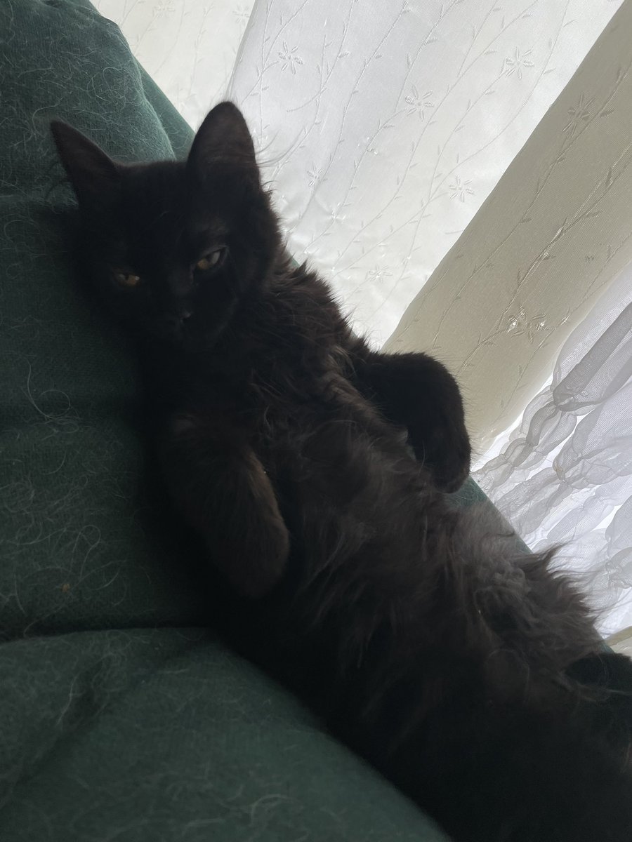 pretty kitty