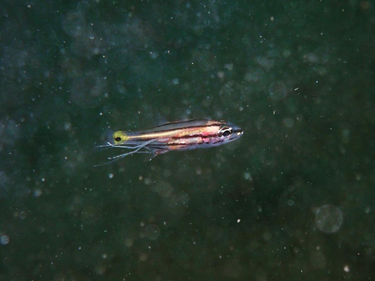ClaassensLouw's tweet photo. When you spot some #parasitism - you know there is something for both #teamfish and #teaminvert! Two #copepods hitching a ride on a #cardinalfish - I suspect it is a love (copepod side), hate (fish side) relationship. #png #marinecritters #pacificocean https://t.co/htbOSASC4H