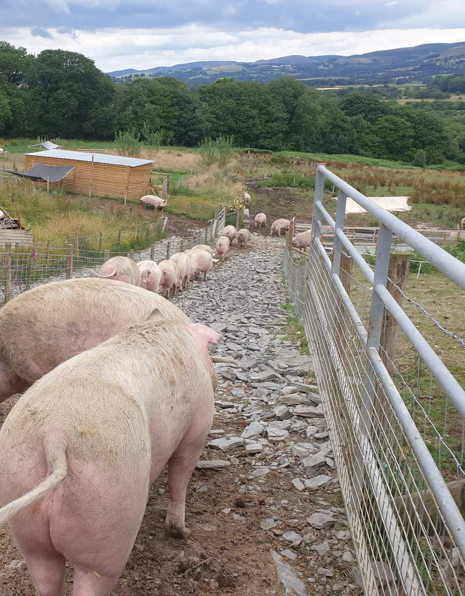 💪Help needed! 🖐 We really need some stock fencing done. Is there anyone with experience that could volunteer their time? We are in West Wales 🏴󠁧󠁢󠁷󠁬󠁳󠁿 Please DM us if you can help 🙏