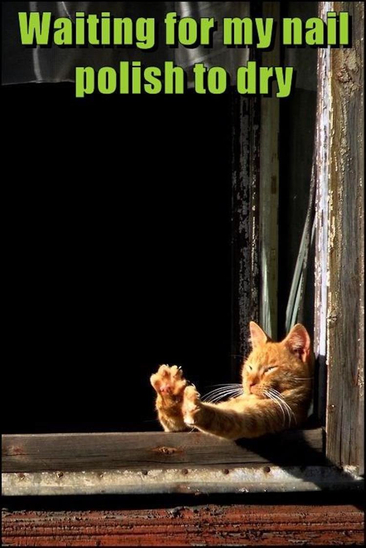 rjsamuelsofficl's tweet image. Purrrr-fect manicure.