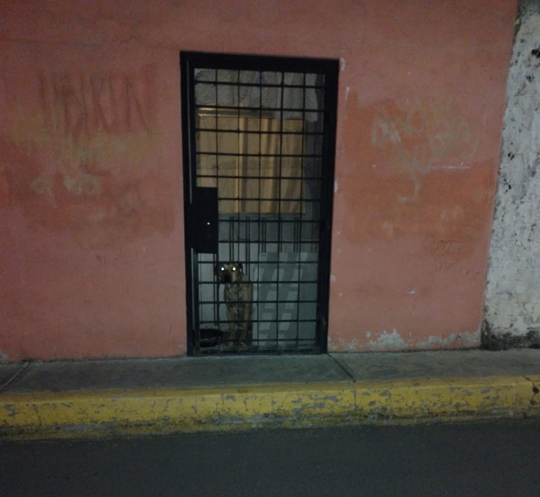 LicAnimalista's tweet photo. Favor de retwitear mencionando a @mariana_boy y su gente de @PAOTmx , esté caso ocurre en Alcaldía Xochimilco, ya han hecho otras denuncias los vecinos y no han sido atendidas. La última denuncia tiene el número de folio es PAOT- 78527, la denunciante ofrece hogar para el perrito https://t.co/7V1yYVr8xZ