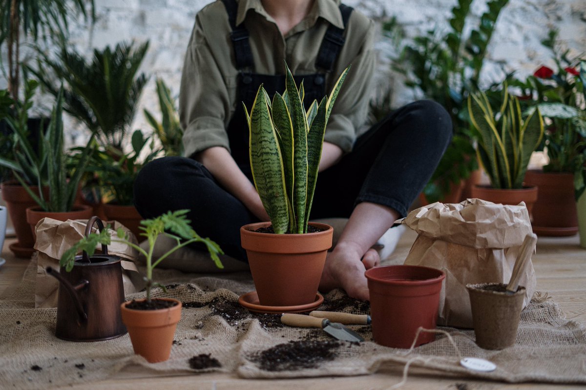 soilphu's tweet photo. If you're looking for a fulfilling hobby, gardening is just the thing for you. But where do you begin? Follow SoilPhu, we'll share some essential tips and tricks for planting and caring for your flowers and plants, so you can get started on your gardening journey with confidence! https://t.co/KMIqoRnuho