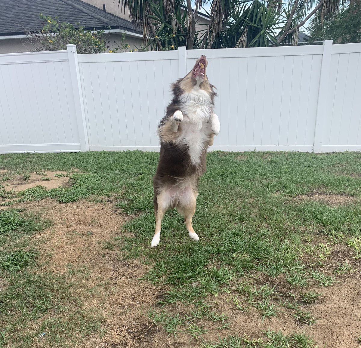 Guess who is jumping for joy again? I am!! And why you ask?  Cause I just went over 900 followers!! I love all my new friends and can’t wait to get to 1000. Jump on the Tucker Train and help me get there!!
#dogsoftwitter #wigglebutt
#austrailianshepard
#AussiePosse