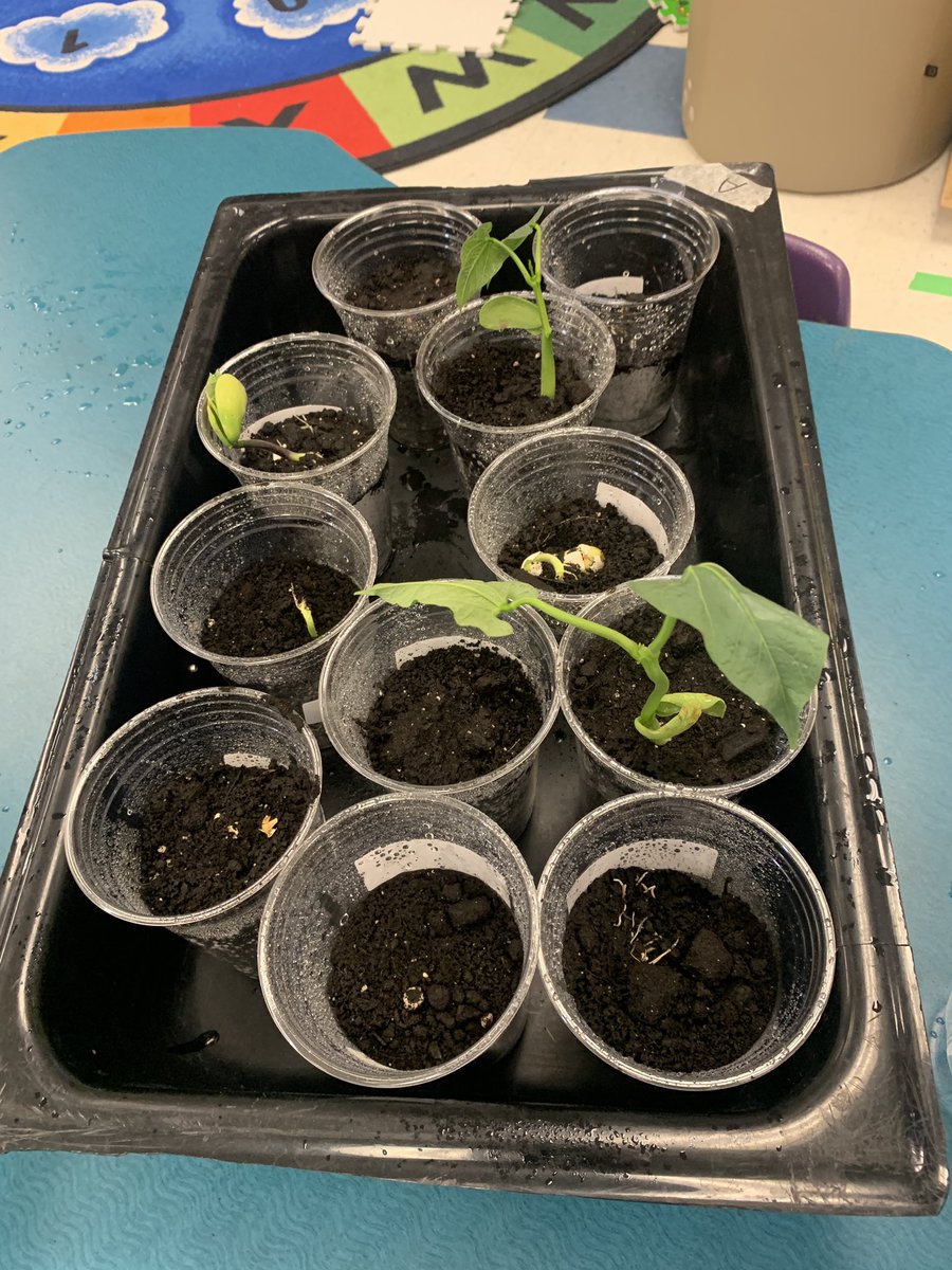 Look at my bean!!! Math measuring and comparing heading to kindergarten as our ‘beanstalks’ grow. @cbe_earlylearn <a href="/CbeArea1/">CBE Area 1</a> #kindermath