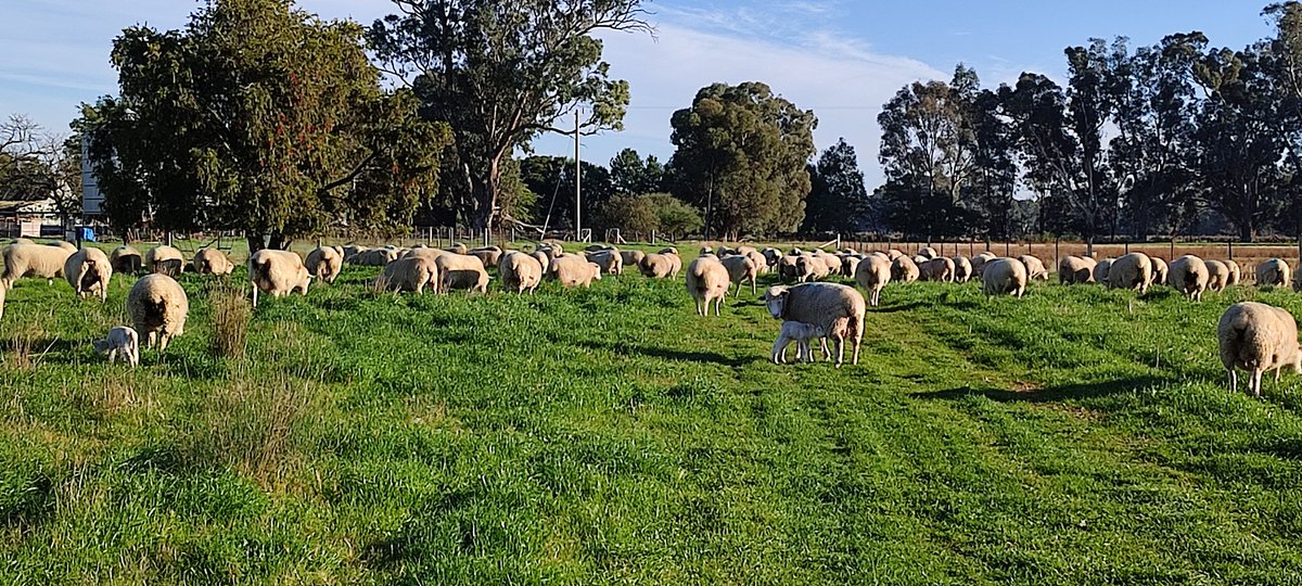 Bit of sheep sorting to do. First few single arrivals of #lambing23