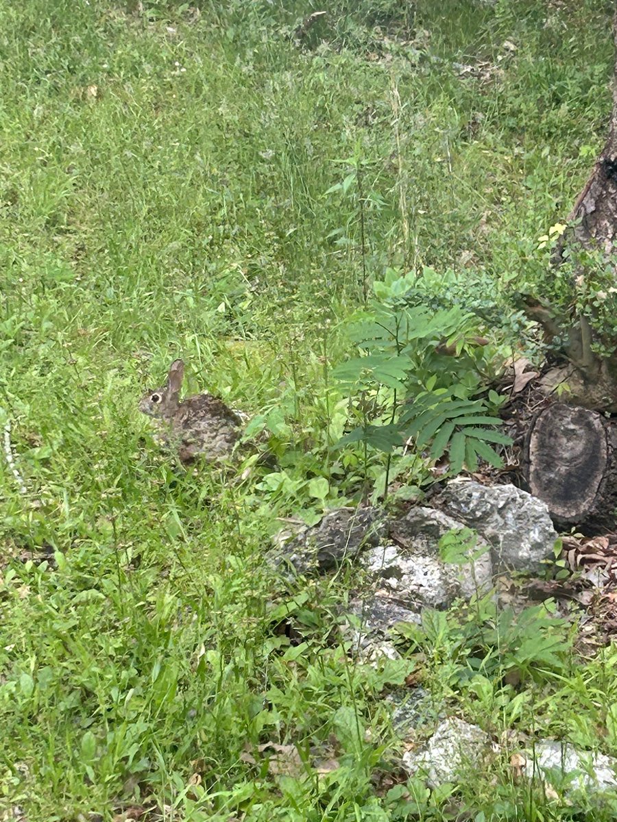 Nicolle tweet media