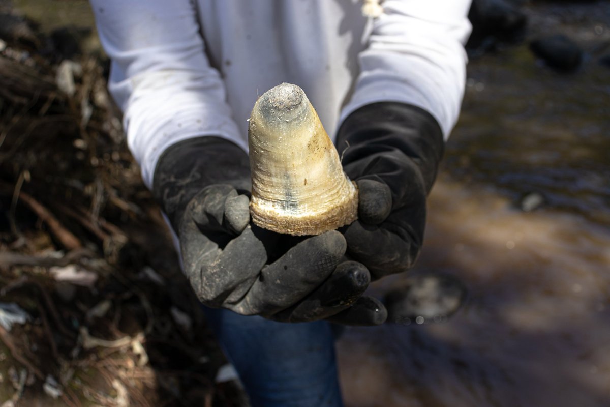 ichthion's tweet photo. Mira lo que encontramos en el Río San Pedro mientras lo liberamos de los residuos sólidos. 🌊
¿Qué opinas? 😢
#NotPlanetB
#Ríos
#Pollution
#desechos
#rivers https://t.co/deRI8ZHpDk