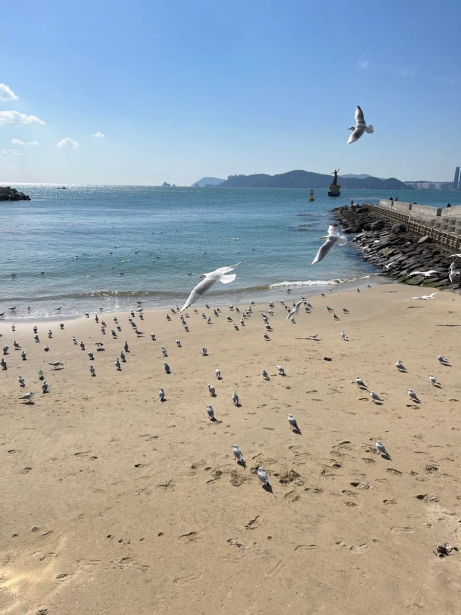 hanhan797's tweet photo. seagull https://t.co/wh8uDxKuha