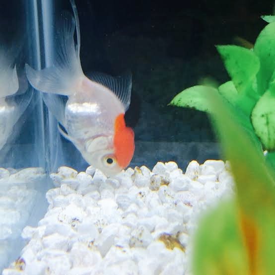 Morningg! 
Ada yang mau ikutan cari mam??
Blub blubub~ 🫧🐠