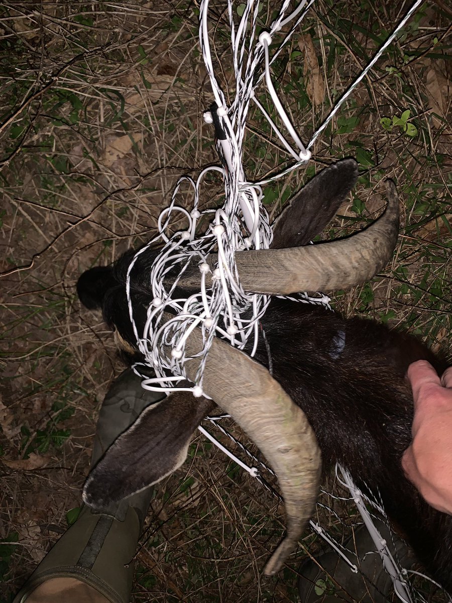 Goats are so easy to take care of……..