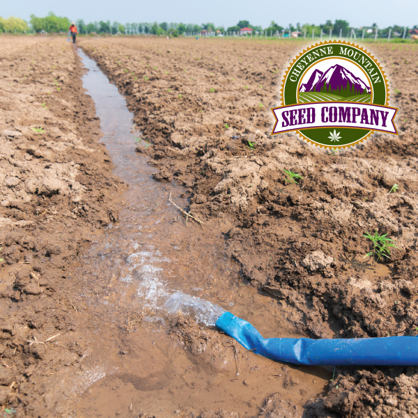 CheyenneSeed's tweet photo. Irrigation. Correctly irrigated plants are happy plants that deliver high yields. If you need a quick refresher on some of the top irrigation practices out there, here’s a quick read from our 2022 blog series entitled Water is Life … and Money. https://t.co/uabGZjN9r1 https://t.co/l2LtpDyhon