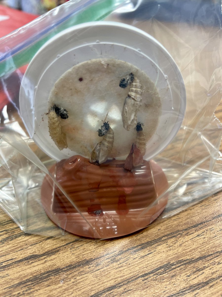 sagabbert's tweet photo. Our butterfly release! The kids loved watching the life cycle from caterpillars to release day 🐛🦋
#DawsonShines #mylittleducksarethebest #CCISDproud @KimEllis23 @CcisdPreK https://t.co/ZiQENa3Ejt