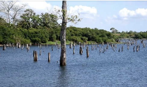 1997-1998 (2.8 oC: Fuerte): Sequía tan intensa que el Canal de Panamá alcanzó niveles sumamente bajos, restringiéndose el calado de las embarcaciones que lo atravesaban. Foto del Lago Gatún 1998 (Marco Diaz).