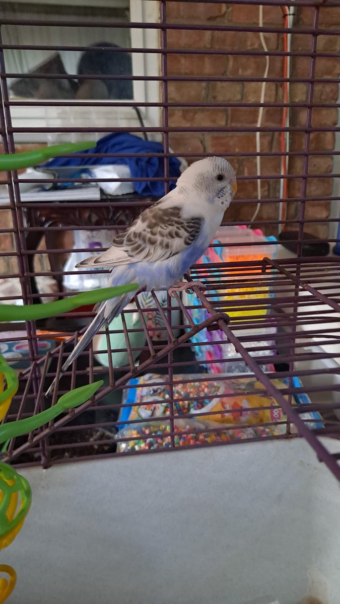 HalThoughts's tweet image. Anyone in Rogers Park missing a little blue parakeet? Found her near the Triangle Garden in Indian Boundary Park. Not afraid of people. Seems to have a mildly injured wing.