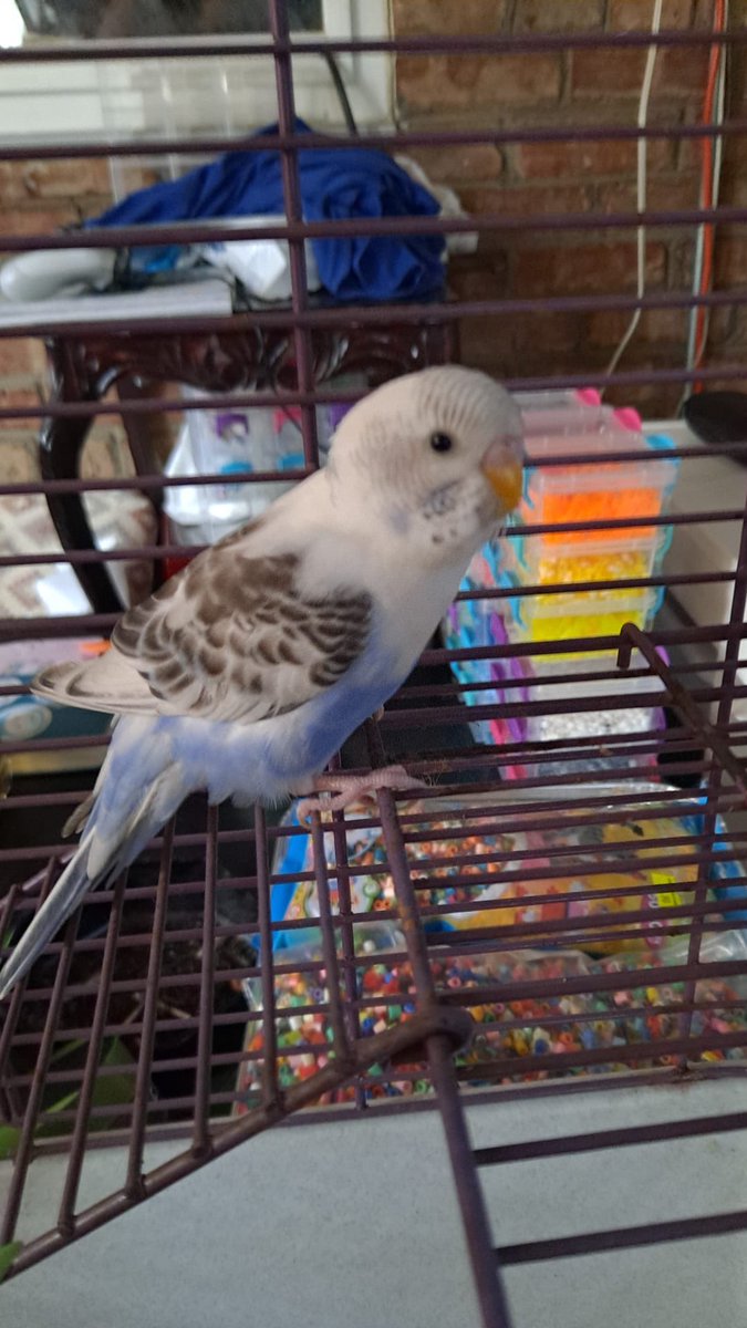 HalThoughts's tweet image. Anyone in Rogers Park missing a little blue parakeet? Found her near the Triangle Garden in Indian Boundary Park. Not afraid of people. Seems to have a mildly injured wing.