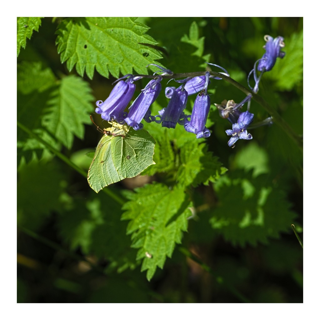 A brimstone (Gonepteryx rhamni) among the bluebells.
______

#today #todayis #diary #calendar #photooftheday #lockdownproject

#nature #naturephotography #butterfly #butterflyphotography #brimstone #Gonepteryxrhamni #bluebells #lepidoptera #surrey #uk #r… instagr.am/p/CsHpeCBKCXl/