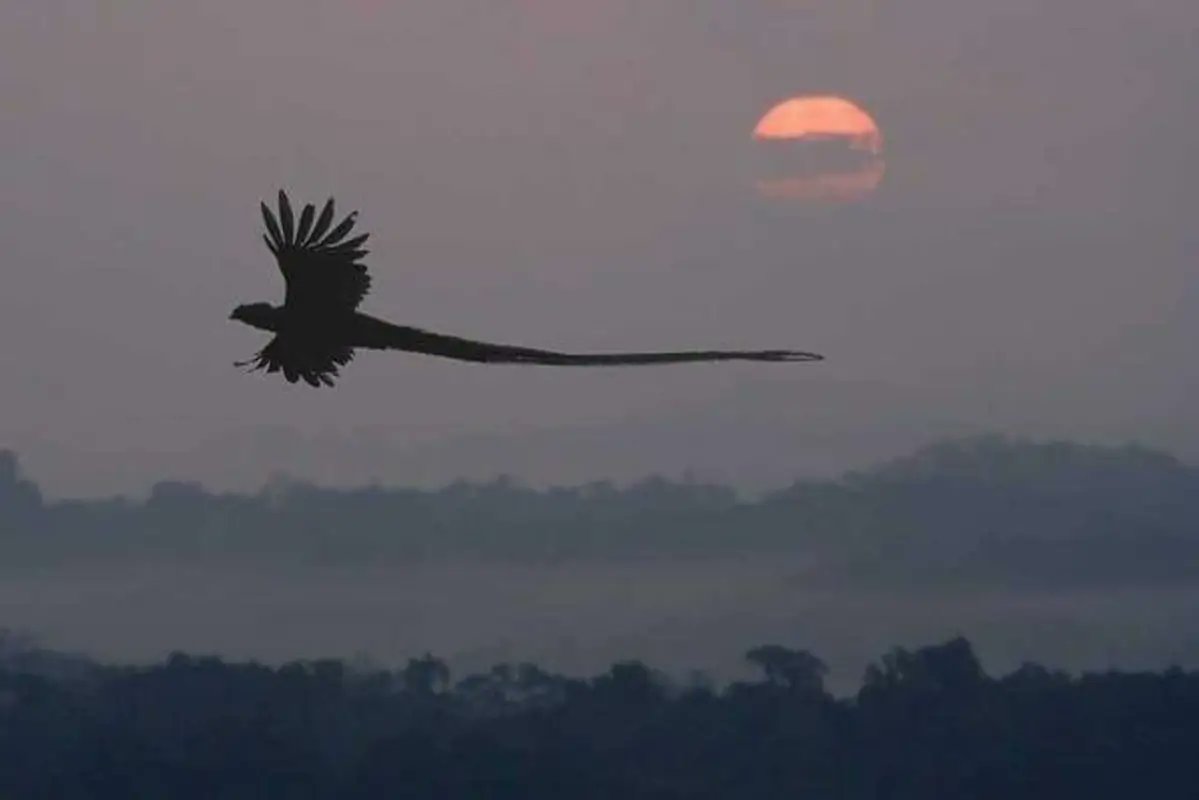 RincnCuriosoo's tweet photo. Un Quetzal en pleno vuelo en la selva Chiapaneca 🇲🇽 https://t.co/zdujjr8hSu