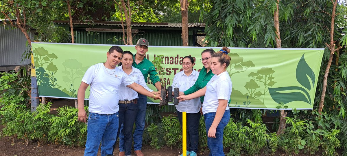 MarenaNicaragua's tweet image. En el municipio de Posoltega, Chinandega, #MARENA realizó visita de seguimiento al vivero de la empresa #COMASA, el cual cuenta con 40 mil plantas forestales de las especies de Madero negro, Madroño, Mandagual, Cedro Real, Eucalipto y Guanacaste negro. 

#Nicaragua