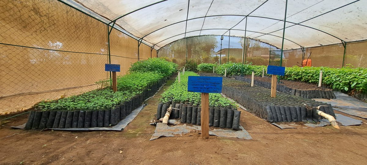 MarenaNicaragua's tweet image. En el municipio de Posoltega, Chinandega, #MARENA realizó visita de seguimiento al vivero de la empresa #COMASA, el cual cuenta con 40 mil plantas forestales de las especies de Madero negro, Madroño, Mandagual, Cedro Real, Eucalipto y Guanacaste negro. 

#Nicaragua