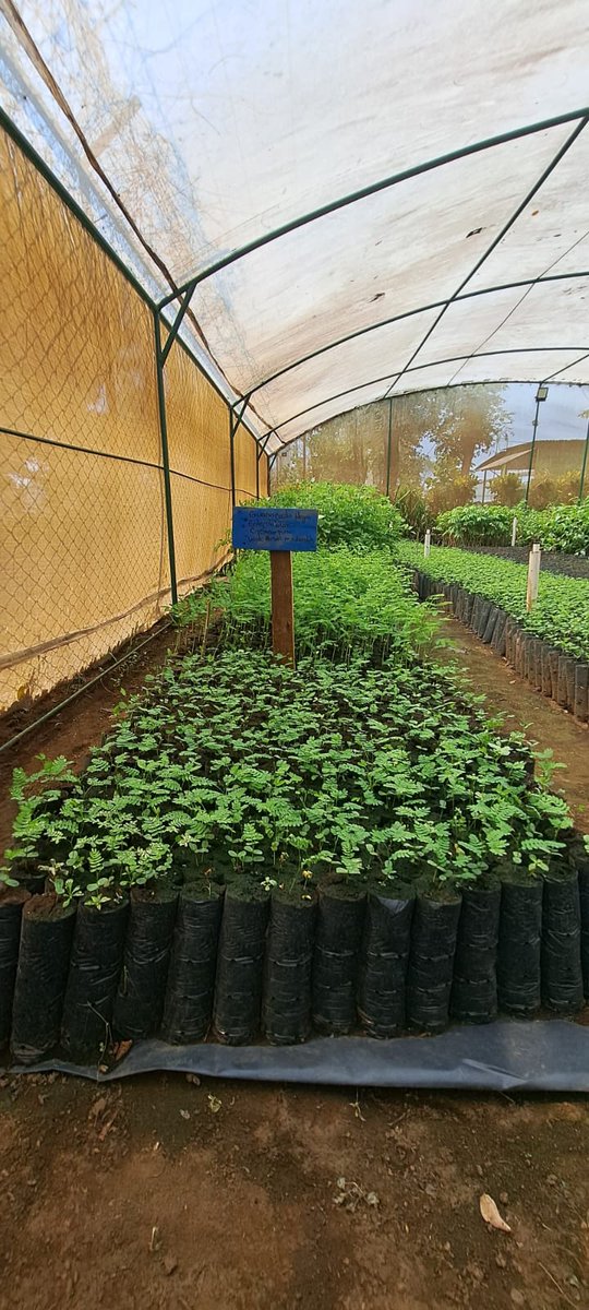 MarenaNicaragua's tweet image. En el municipio de Posoltega, Chinandega, #MARENA realizó visita de seguimiento al vivero de la empresa #COMASA, el cual cuenta con 40 mil plantas forestales de las especies de Madero negro, Madroño, Mandagual, Cedro Real, Eucalipto y Guanacaste negro. 

#Nicaragua