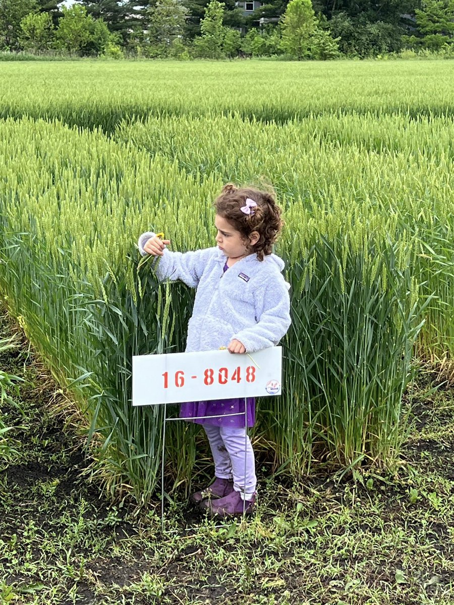JRutkoski's tweet image. 2nd annual Small Grains Field Fest is happening on Saturday May 20th @RiggsBeerCo 

Come join us to talk all things small grains. Families are welcome and CCA credits can be earned.