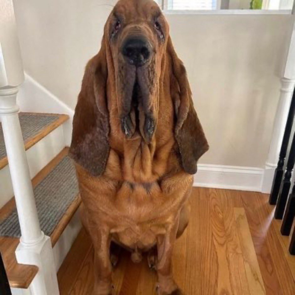 JD🏴󠁧󠁢󠁳󠁣󠁴󠁿🎹🧉 on Twitter "RT poly_psywork dogs when you wont let them