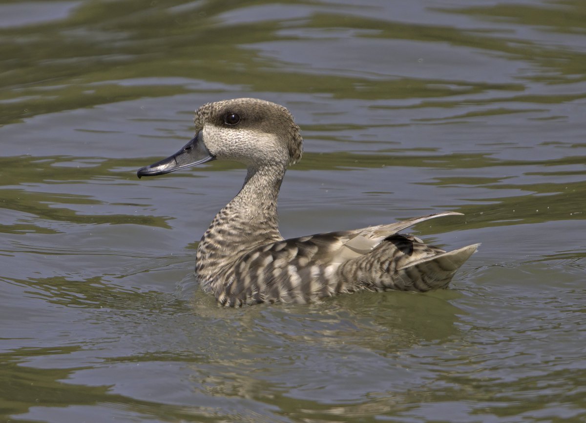 Marbled Duck. Majorca