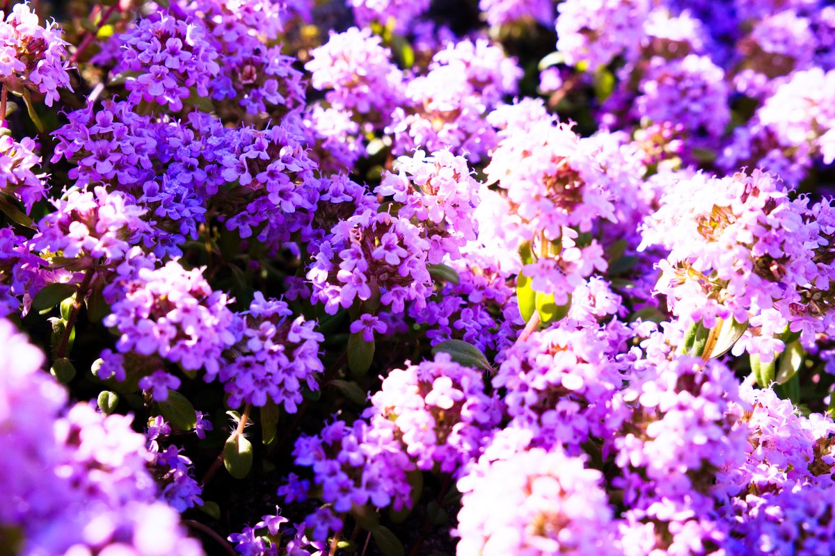 platinum54's tweet photo. 静止画ってむずい、、、

#plapic https://t.co/0b9j7qxKrH