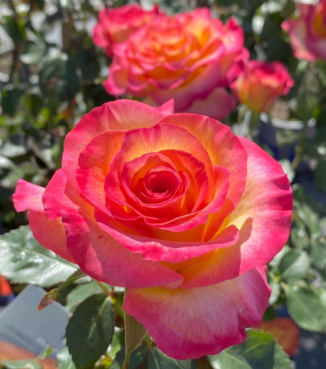 Altman_Plants's tweet photo. The True Sincerity #rose, a graduate of the Altman Plants rose breeding program, is part of our True Bloom Roses®️ collection. Last year, the American Rose Trials for Sustainability named True Sincerity as one of its A.R.T.S. Local Artists for 2023. https://t.co/5zxtEQ1o6v