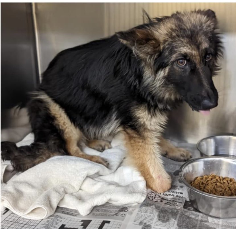 #TN #MEMPHIS
🆘AT RISK-MEDICAL🆘
Bunny The Grouch 1yo girl INJURED LEGS-1 NEEDS AMPUTATING/ONE NEEDS A PLATE😩This poor youngster is scared &amp; no doubt in pain. Need immediate vet care &amp; #PLEDGES #RESCUE #MASA23426 PLS HELP🙏🏻
m.facebook.com/story.php?stor…
